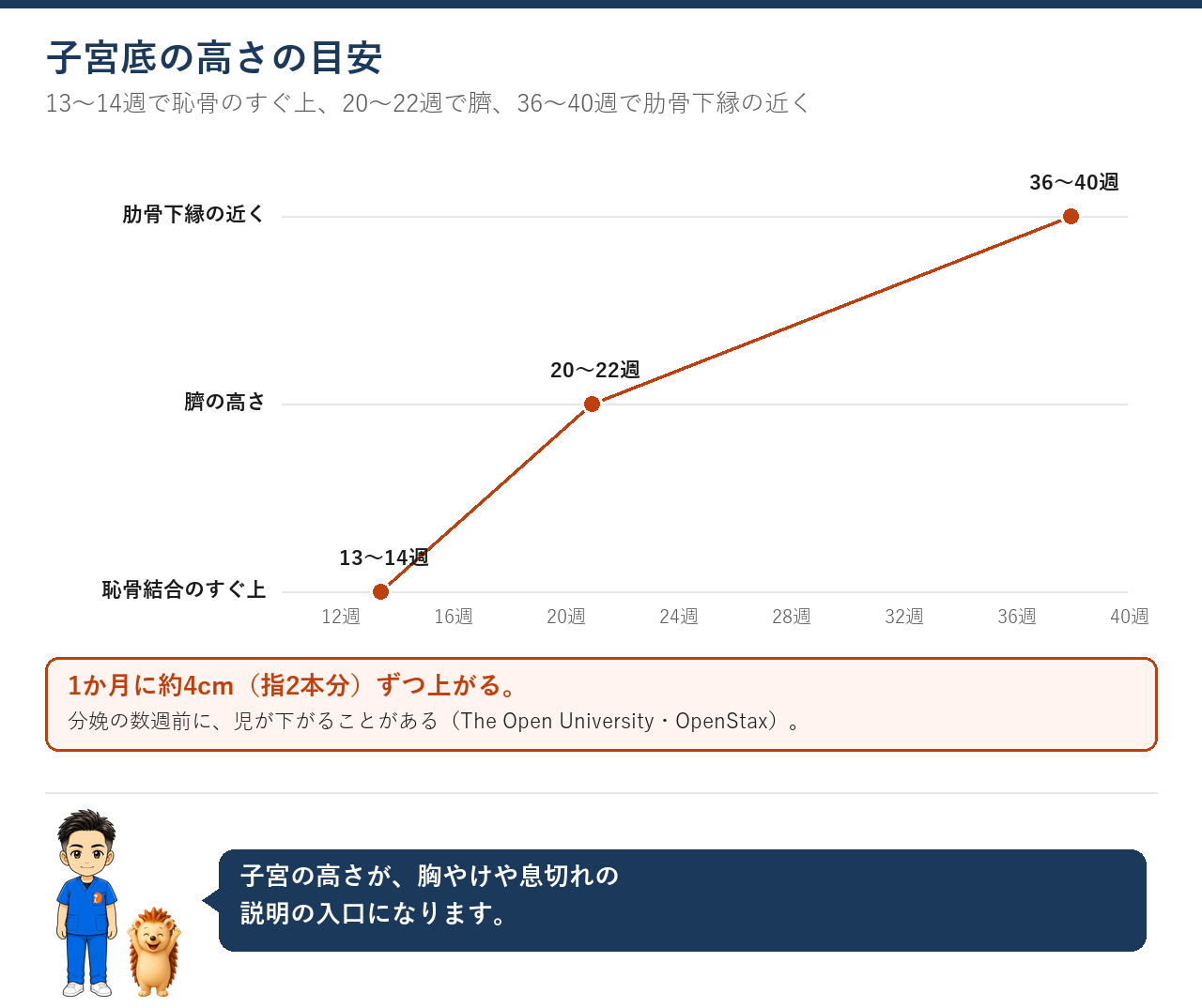 子宮底の高さの目安