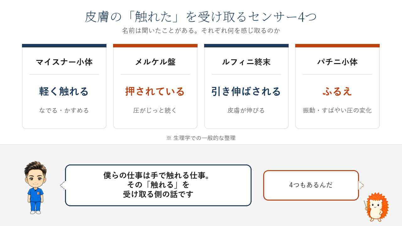 皮膚の受容器4つ。マイスナー小体は軽く触れる、メルケル盤は押されている、ルフィニ終末は引き伸ばされる、パチニ小体はふるえ